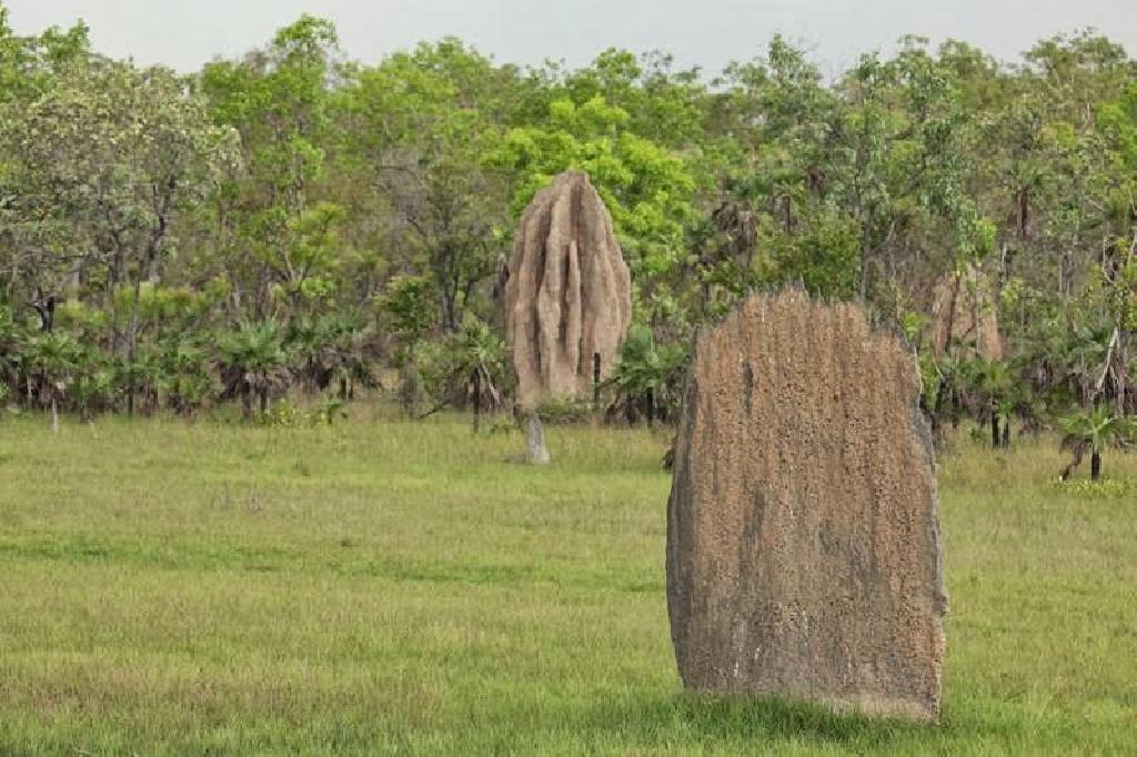 Termita Amitermes  1499011214-1493038881-Magnetic termite mounds in Australia-004.jpg