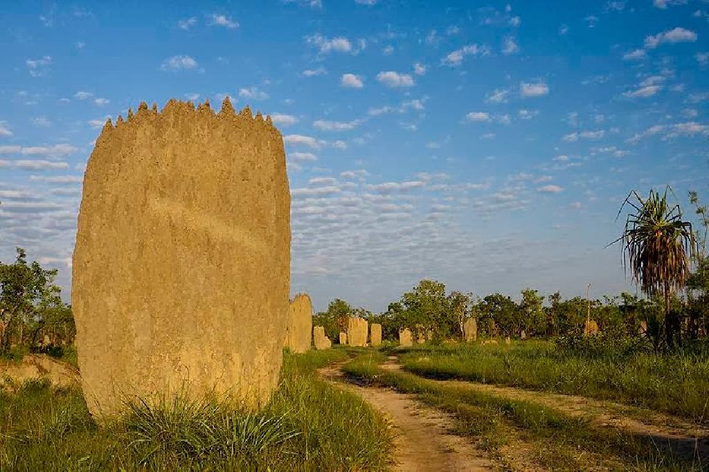 Termita Amitermes  1499011214-1493038881-Magnetic termite mounds in Australia-007.jpg